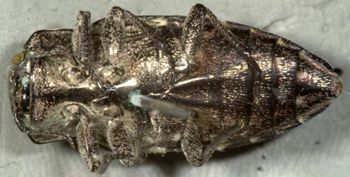 Media type: image;   Entomology 33797 Aspect: habitus ventral view